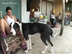 A big dog occupies the tongue of a bored dark brown's bawdy cleft.